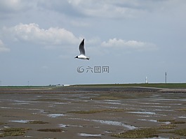 海鸥,北海,海岸