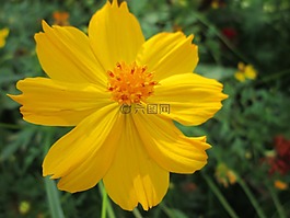 公園,花,花園