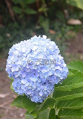 自然,植物區(qū)系,葉