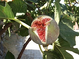 無花果,水果,地中海
