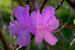 花,映山紅,春