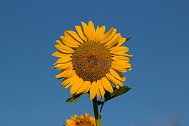 太陽(yáng)花,夏季,太陽(yáng)