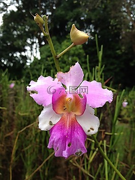 國家,花,新加坡