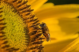 太陽(yáng)花,hoverfly,開(kāi)花