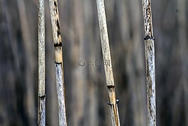 宏,蘆葦,里德