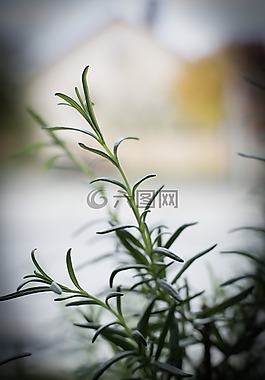 香氣,芳香,調(diào)味品
