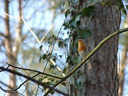 羅賓,鳴鳥,鳥