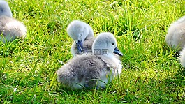天鵝,鳥,小雞