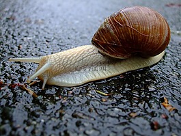 蝸牛,殼,黏液