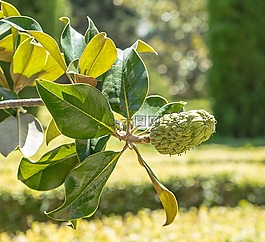 漿果,水果,灌木