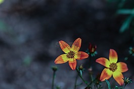 花,夏天花,花園里的花