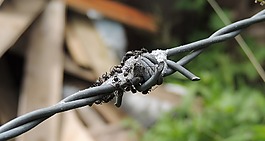 宏,昆蟲(chóng),螞蟻