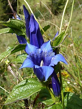 龍膽,花,高山