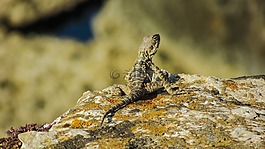 stellagama stellio cypriaca,蜥蜴,流行