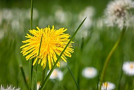 蒲公英,黃色,花