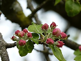 蘋果樹,開花,芽