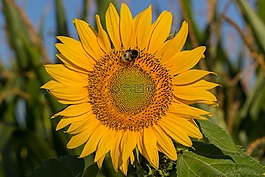 太陽花,開花,夏季
