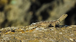 stellagama stellio cypriaca,蜥蜴,流行