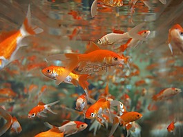 金魚,水族館,水下