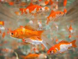 金魚(yú),水族館,水下