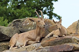 喇叭動物,動物世界,動物園