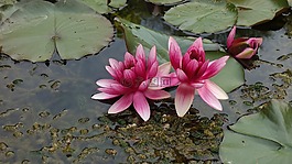 池塘,水,绿色