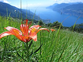 開花,加爾達(dá),夏季