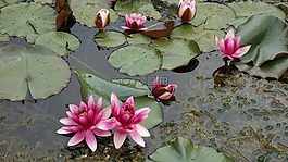 池塘,水,绿色