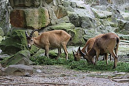喇叭動物,動物世界,動物園