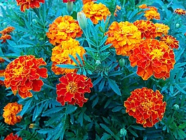 花園,鮮花,萬壽菊