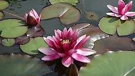 池塘,水,绿色