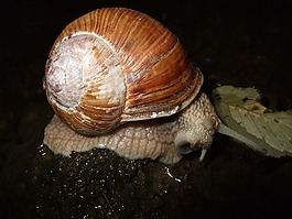 蝸牛,殼,黏液