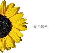 向日葵,黃色,孤立
