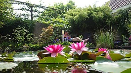 池塘,水,绿色