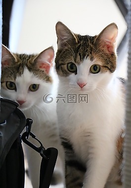 貓,動物,小貓