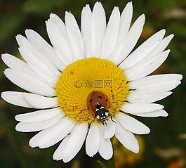 瓢蟲(chóng),雛菊,動(dòng)物
