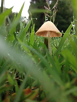 蘑菇,仙女環(huán),毒菌
