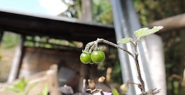水果,植物,花園