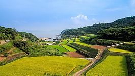梯田,日本,農村