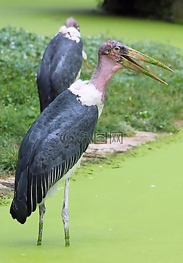 marabu,鸛,鳥