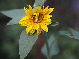花,黃色,愛情