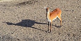 動物,自然,動物群