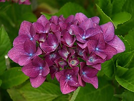 繡球,八仙花,開(kāi)花