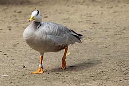 snowgoose,鹅,动物世界