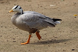 snowgoose,鹅,动物世界
