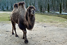 駱駝,動物,動物園