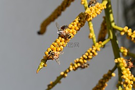 蜜蜂,黃蜂,昆蟲(chóng)