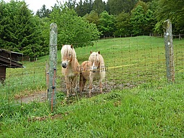 小馬,shettie,minishettie
