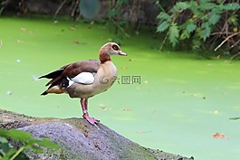 nilgans,鹅,动物世界