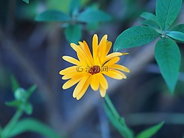 花,黃色,愛情